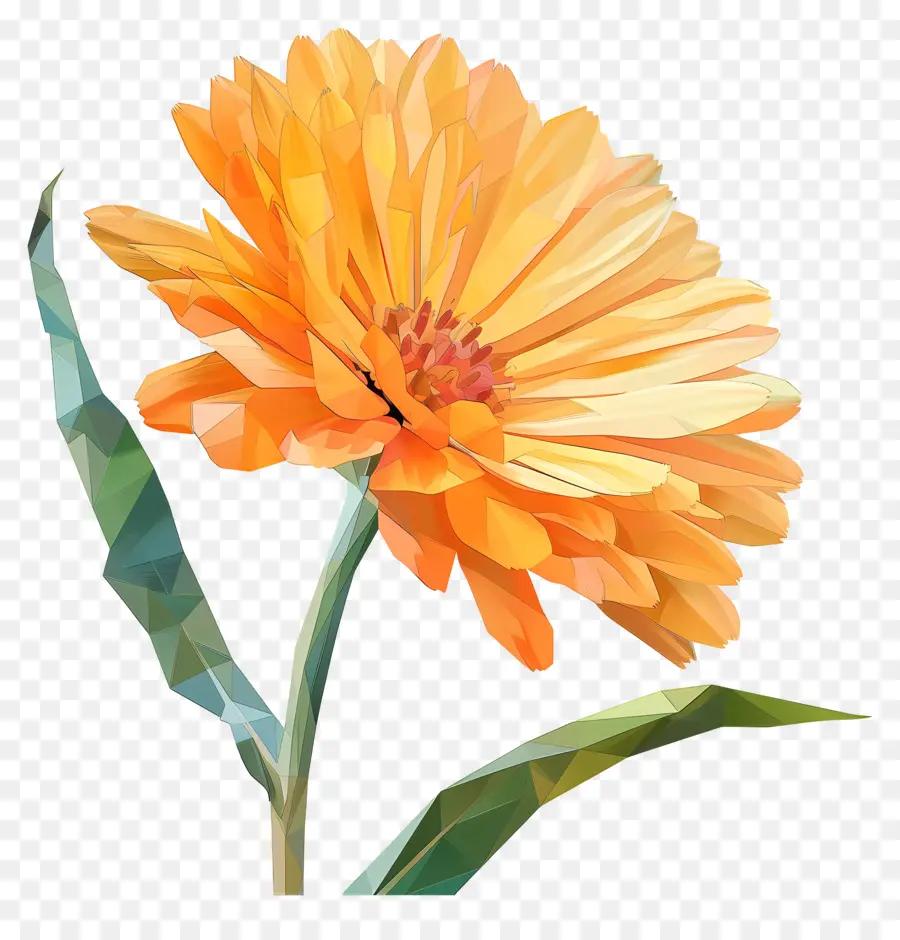 Dijital çiçek，Turuncu Kaktüs çiçeği PNG