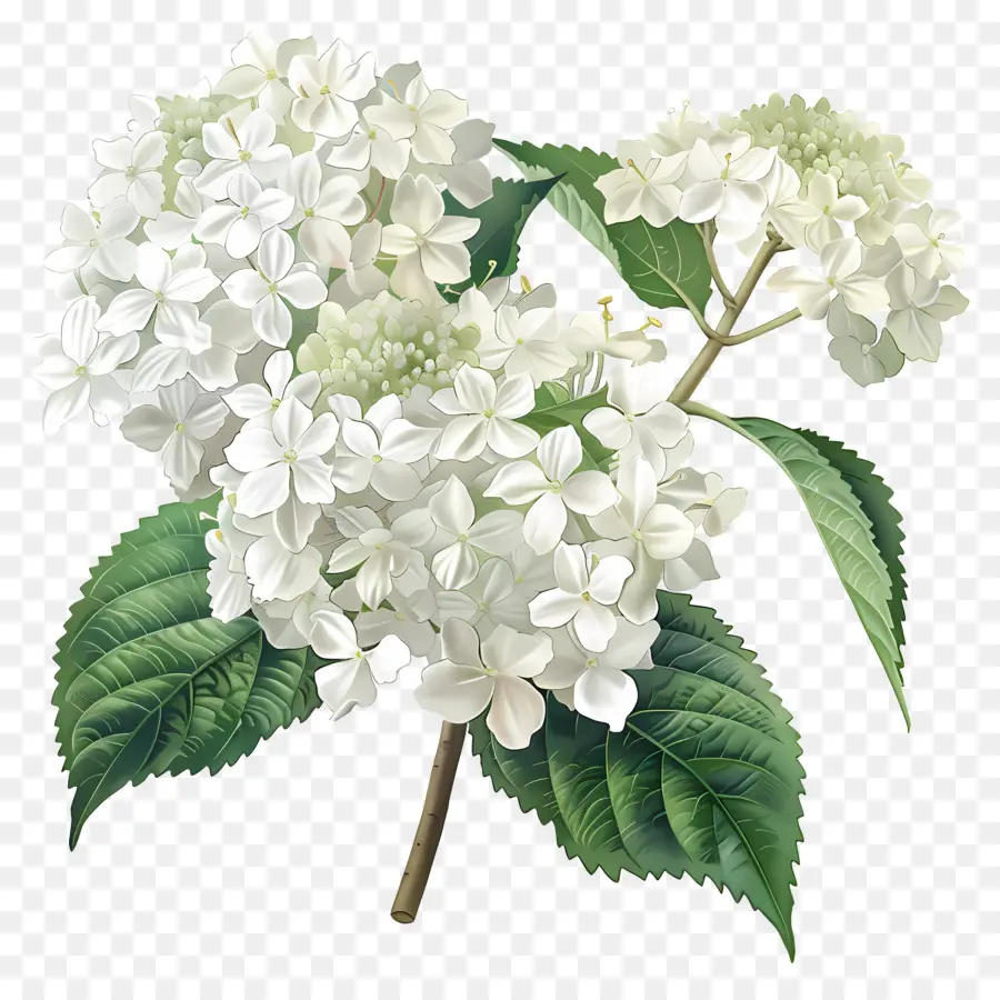 Beyaz Ortanca，Hibiscus çiçek PNG