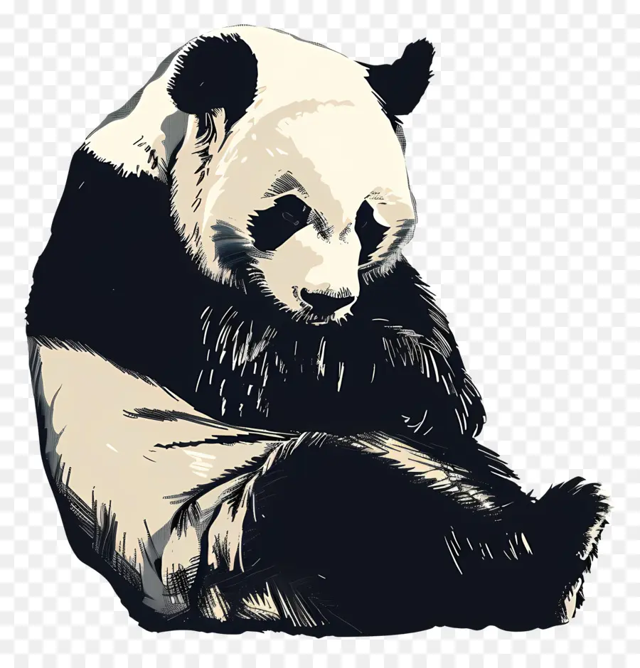 Panda，Panda Ayısı PNG
