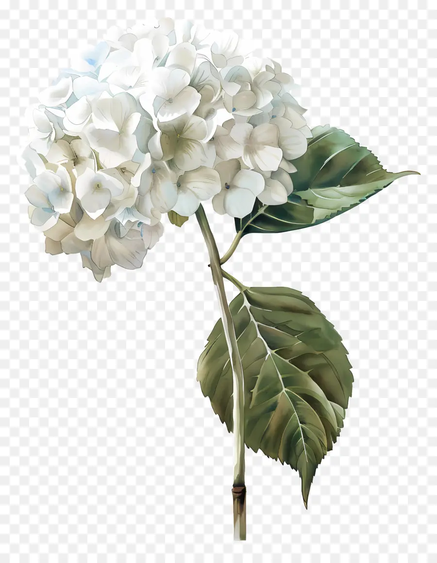 Beyaz Ortanca，Hibiscus çiçek PNG