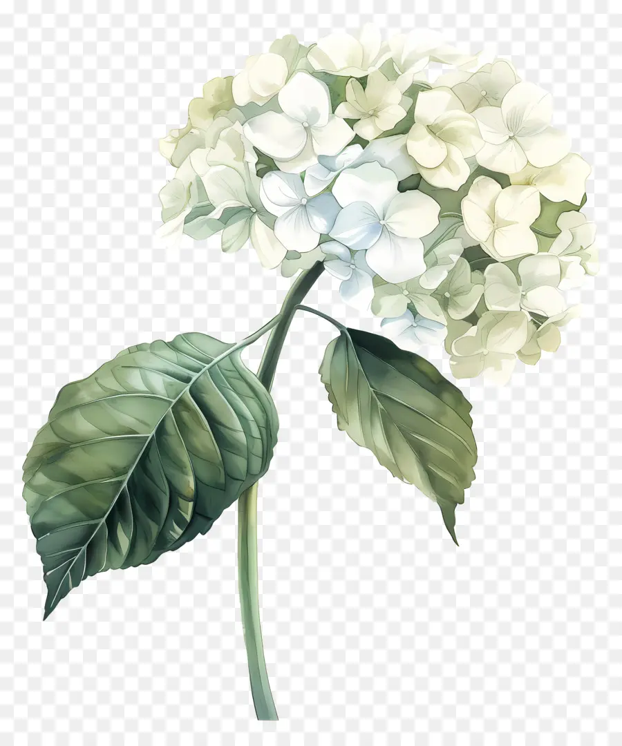 Beyaz Ortanca，Hidrant Çiçeği PNG