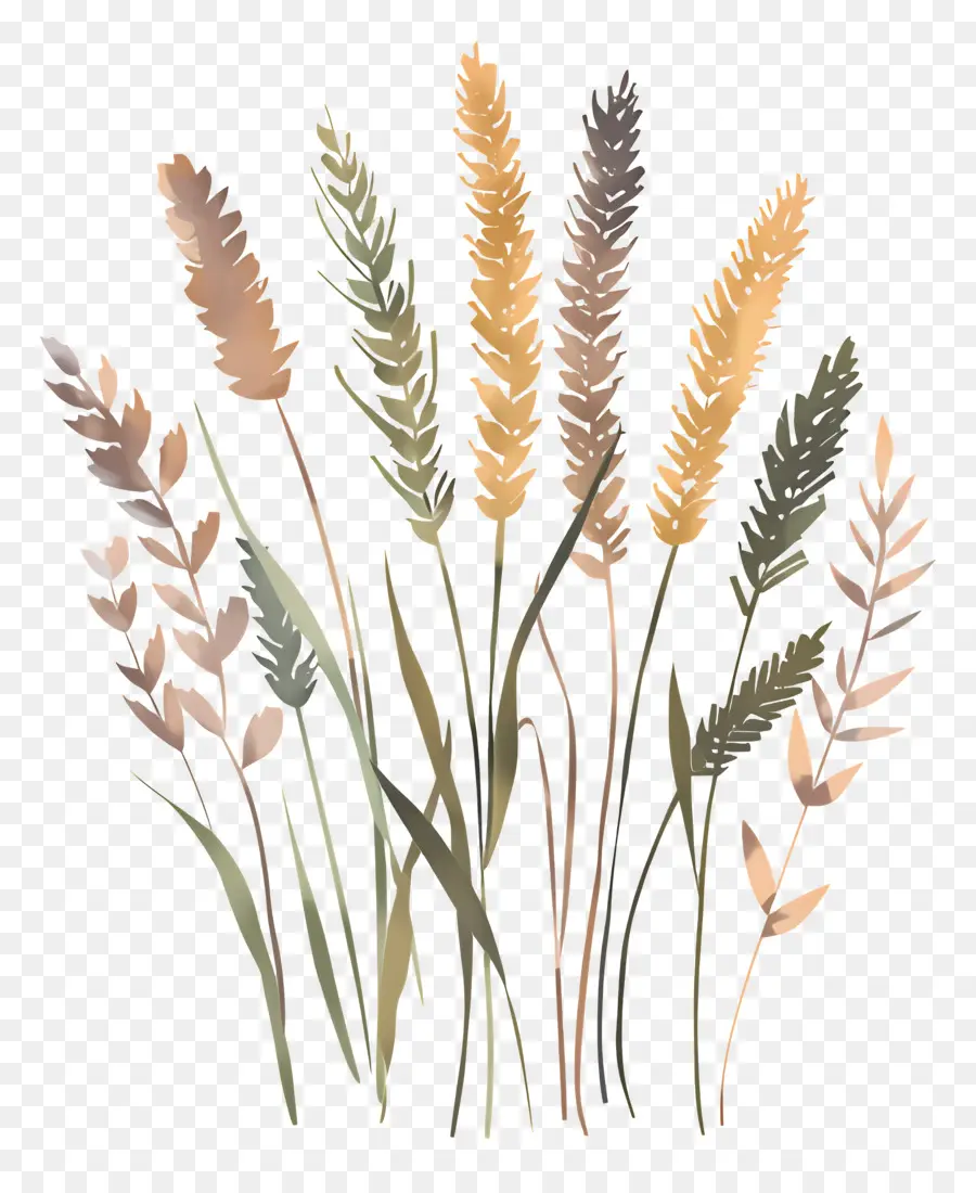 Buğday，Uzun Boylu Ot PNG