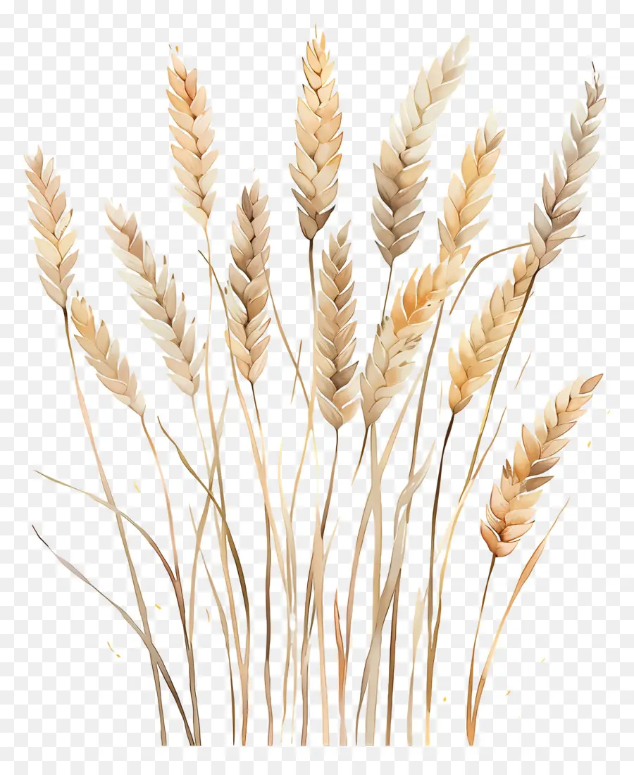 Buğday，Ürün PNG