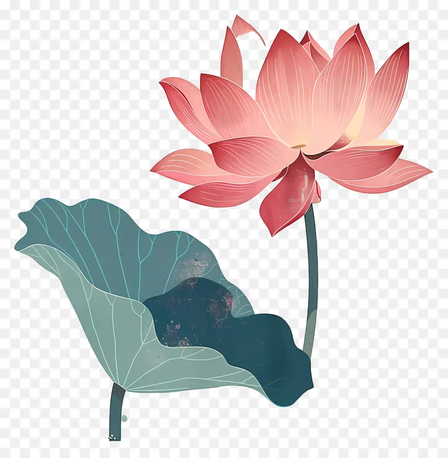 Lotus，Kırmızı Lotus Çiçeği PNG