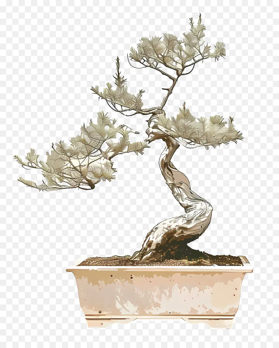 Bonsai Ağacı，Saksı PNG