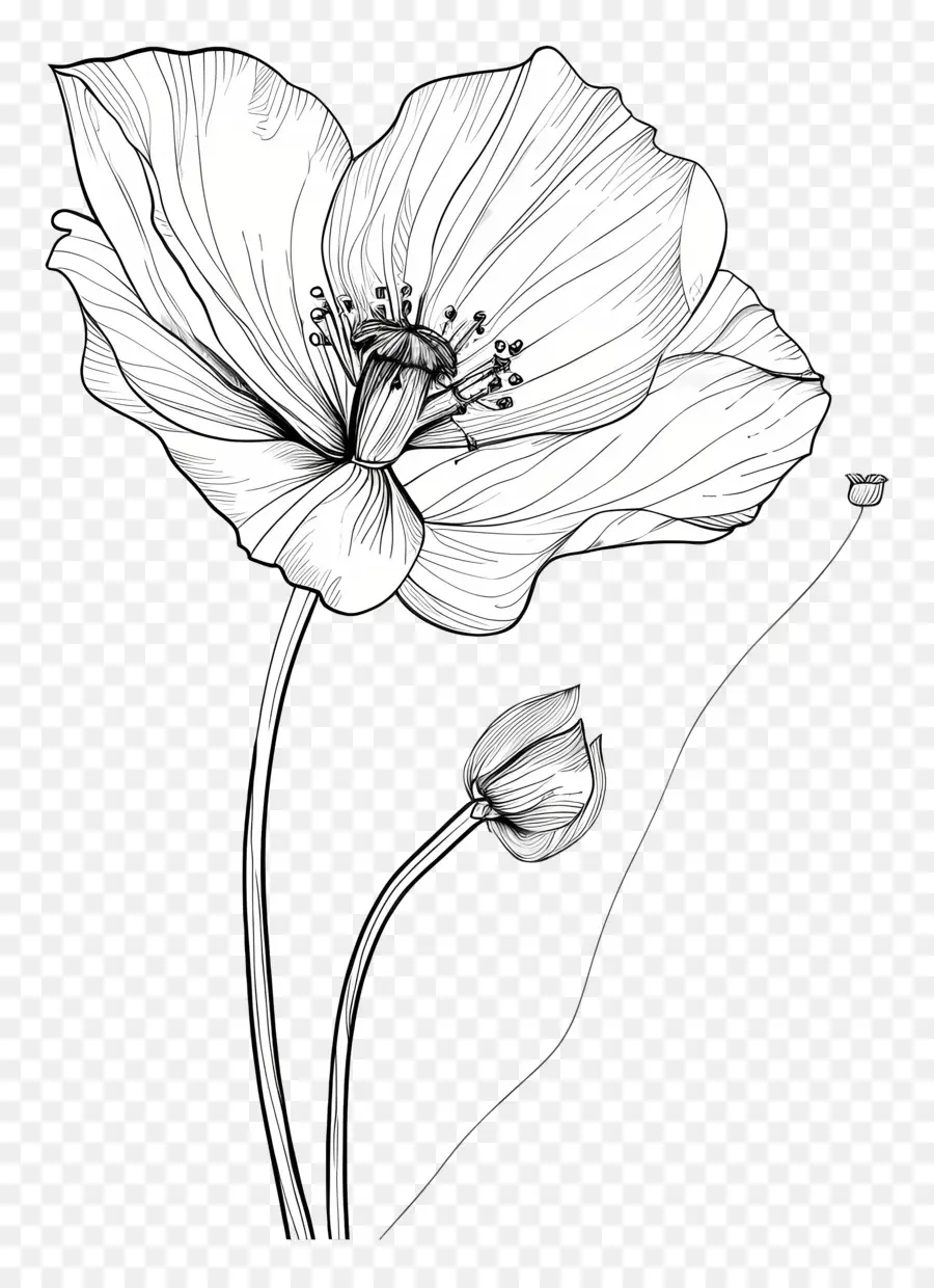 çiçek，Hat Sanatı PNG