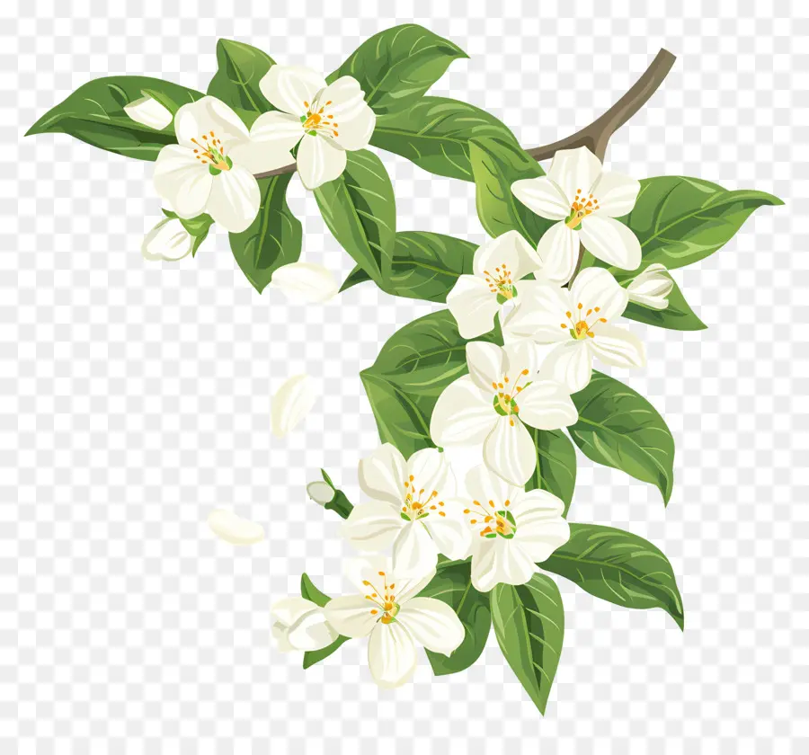 Beyaz Yasemin Çiçekleri，Beyaz çiçekler PNG