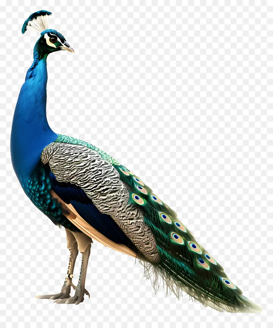 Tavuskuşu，Kuş PNG