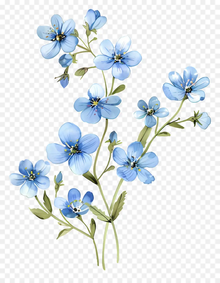 Mavi çiçekler，Beni Unutma Çiçekler PNG