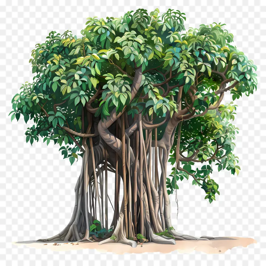 Banyan Ağacı，Kökler PNG