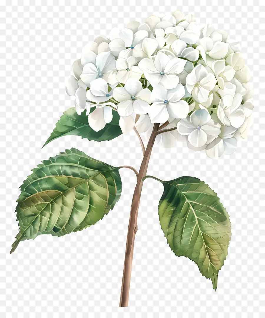 Beyaz Ortanca，Beyaz Hidrant Çiçeği PNG