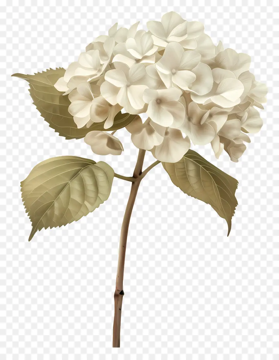 Beyaz Ortanca，Beyaz çiçek PNG