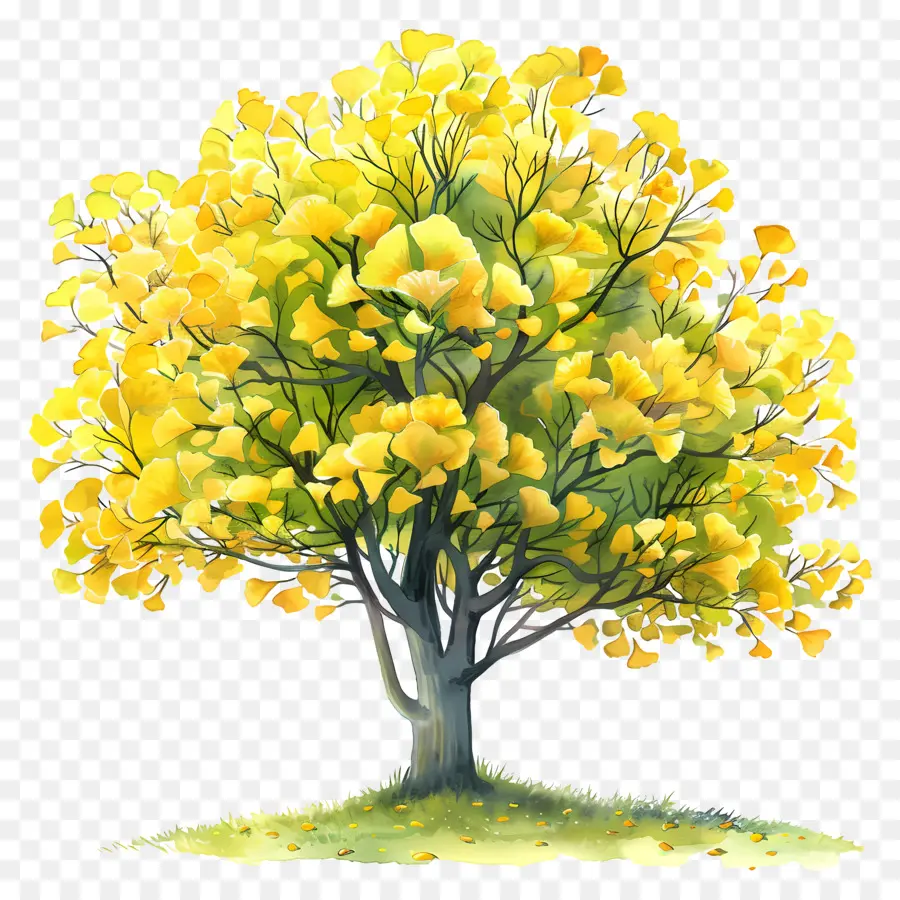 Ginkgo Ağacı，Sonbahar Yaprakları PNG