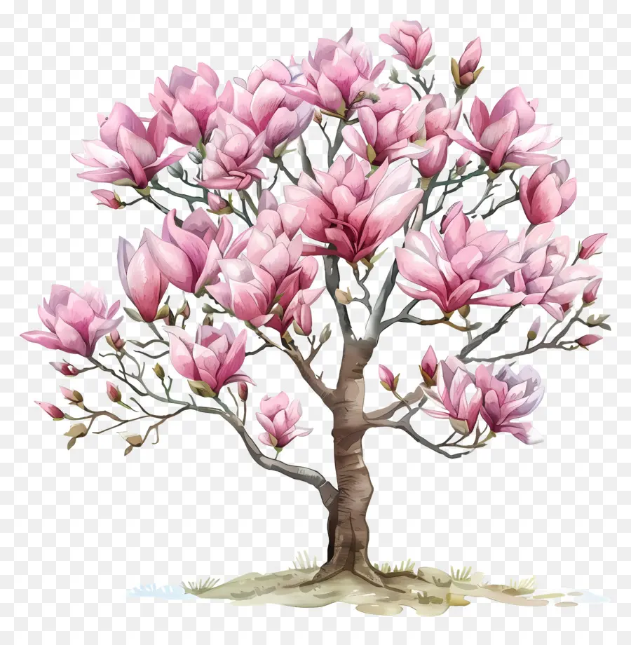 Manolya Ağacı，Pembe çiçekler PNG