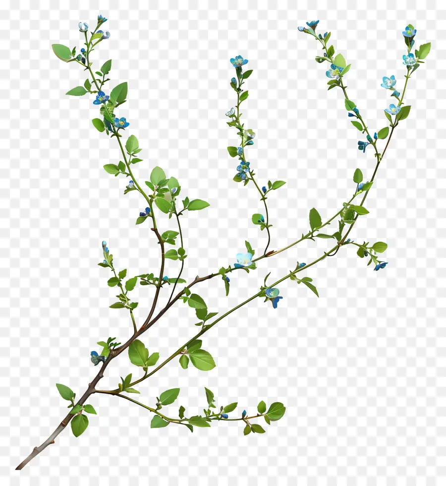 Mavi çiçekler，Narin Yaprakları PNG