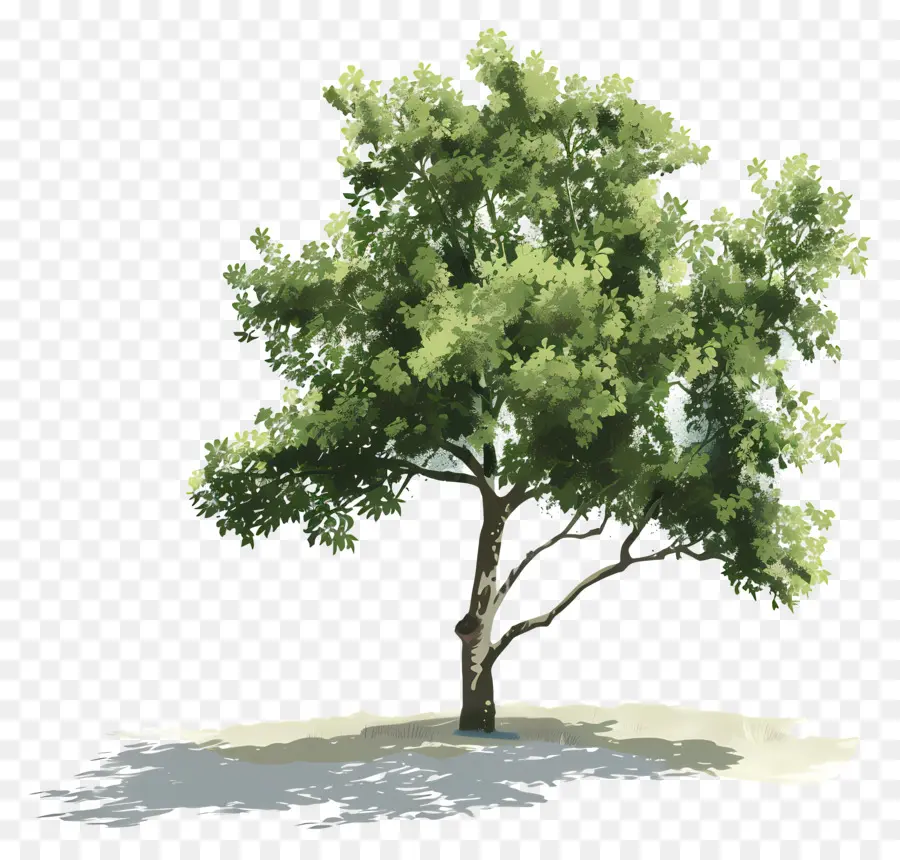Ağaç Gölge，Yeşil Ağaç PNG