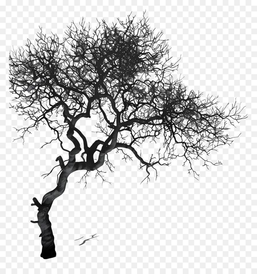 Ağaç Gölge，Siyah Ağaç PNG