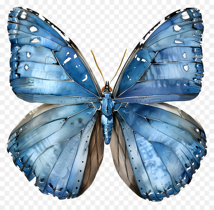 Mavi Kelebek，Böcek PNG