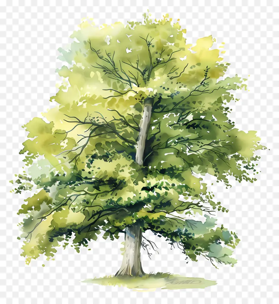 Kayın Ağacı，Ağaç PNG