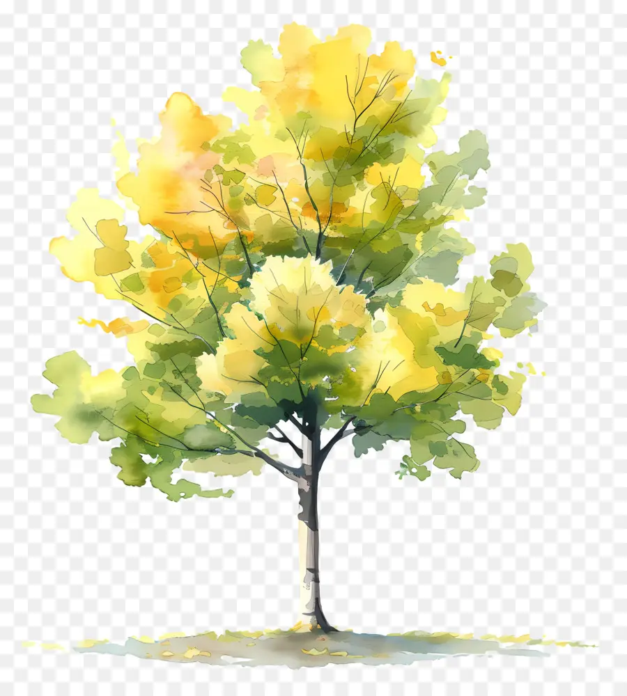 Ginkgo Ağacı，Ağaç PNG