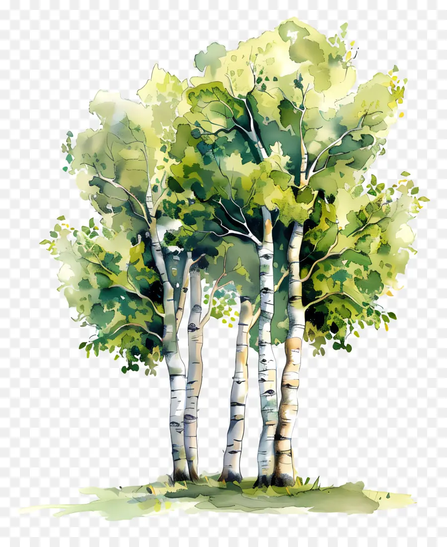 Aspen Ağacı，Aspen Ağaçları PNG