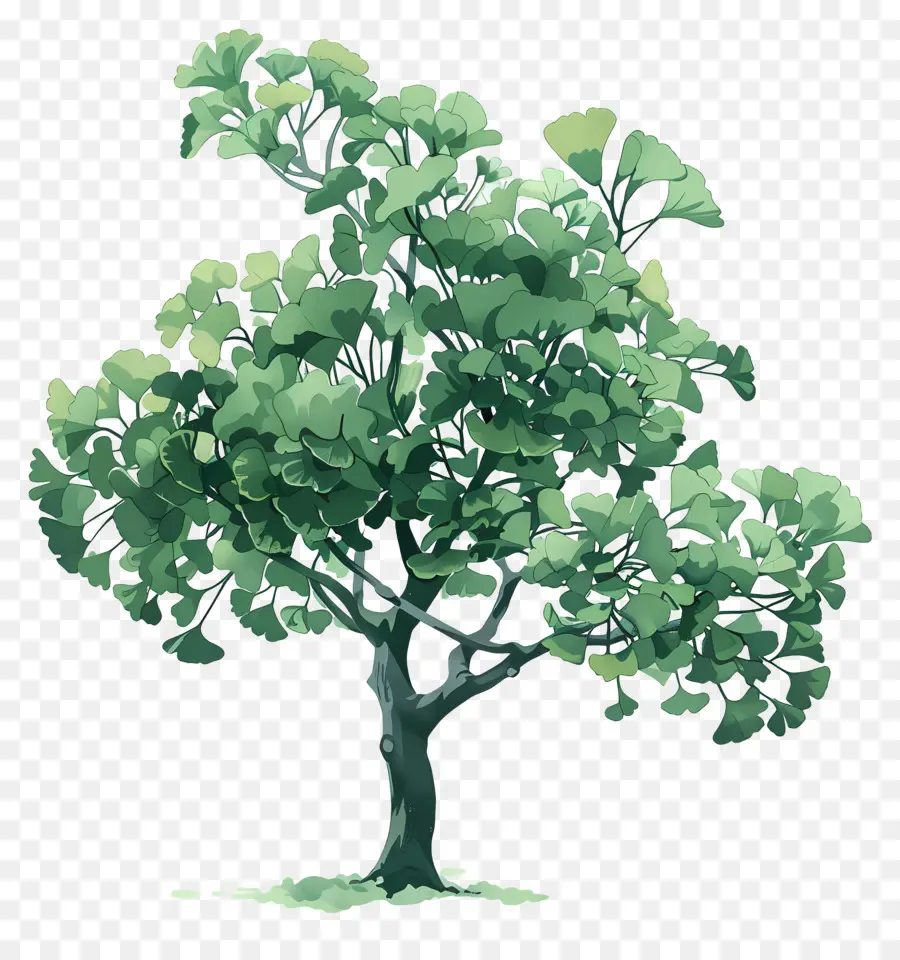 Ginkgo Ağacı，Yeşil Ağaç PNG