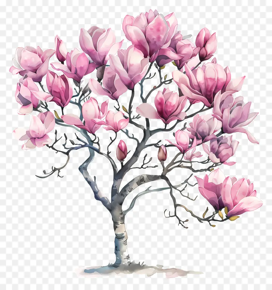 Manolya Ağacı，Pembe çiçekli Ağaç PNG