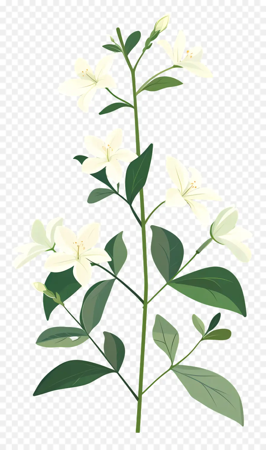 Yasemin，Beyaz çiçek PNG