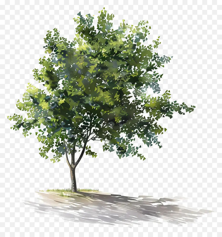 Ağaç Gölge，Ağaç PNG
