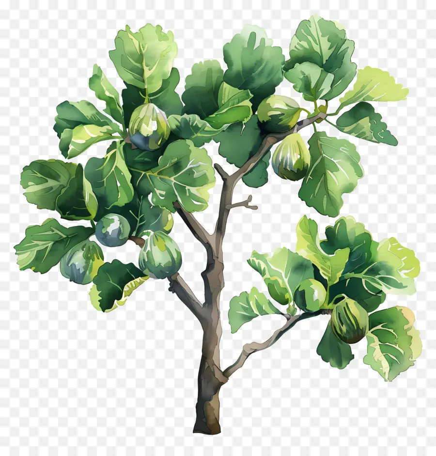 Incir Ağacı，Meyve Ağacı PNG