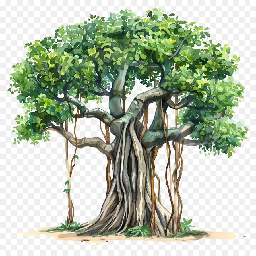 Banyan Ağacı，Ağaç PNG