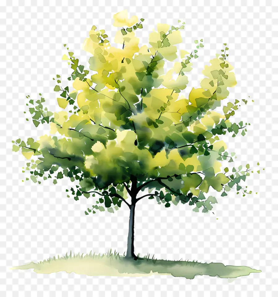 Ginkgo Ağacı，Ağaç PNG