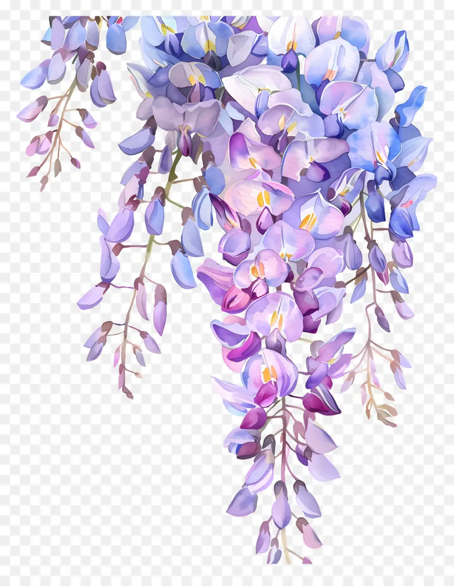 Wisteria çiçek，Suluboya Wisteria PNG