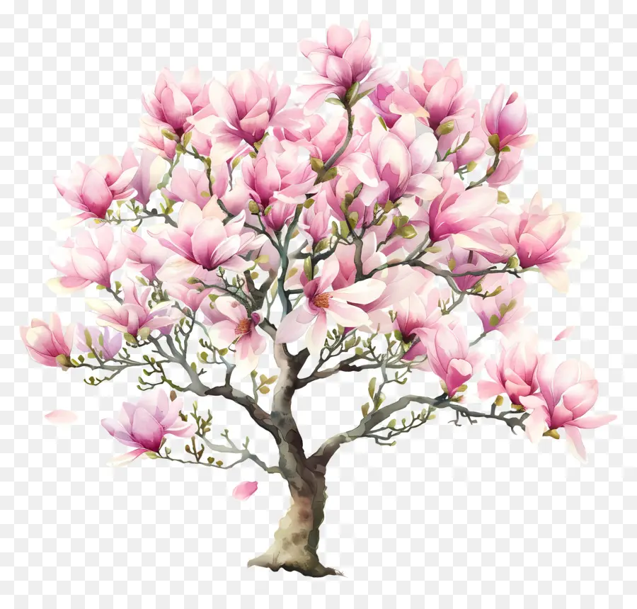 Manolya Ağacı，Sakura Ağacı PNG