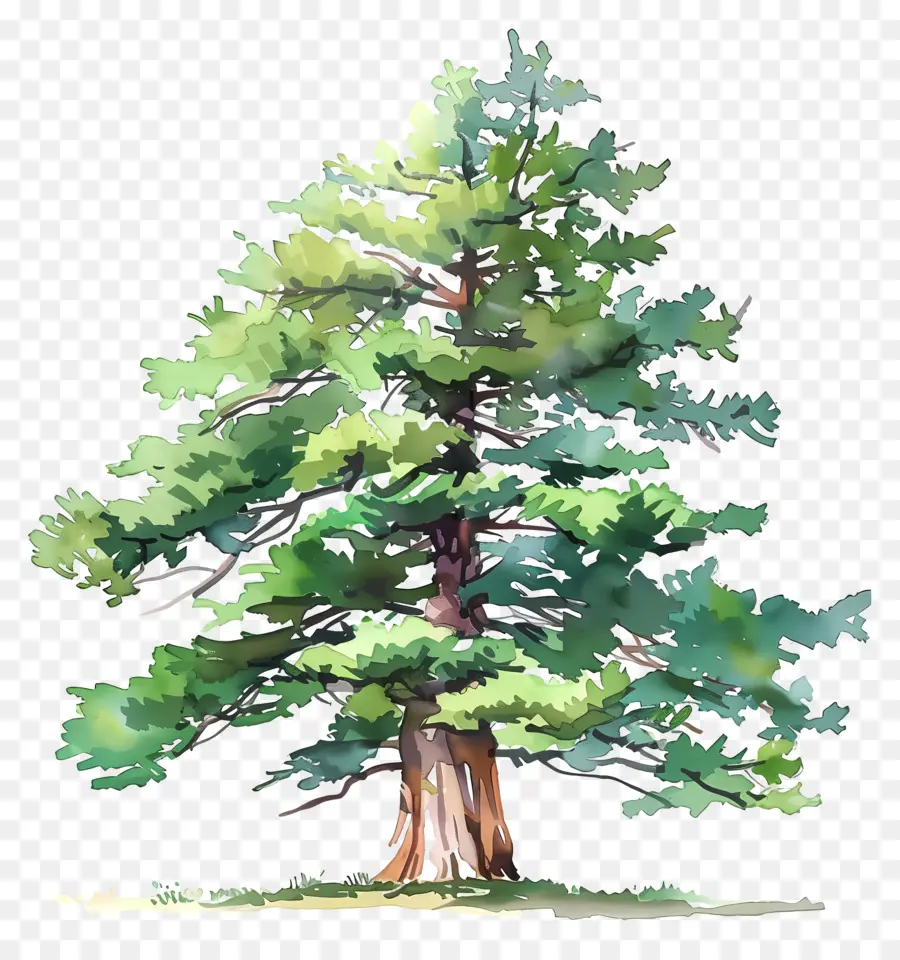 Sedir Ağacı，Büyük Ağaç PNG