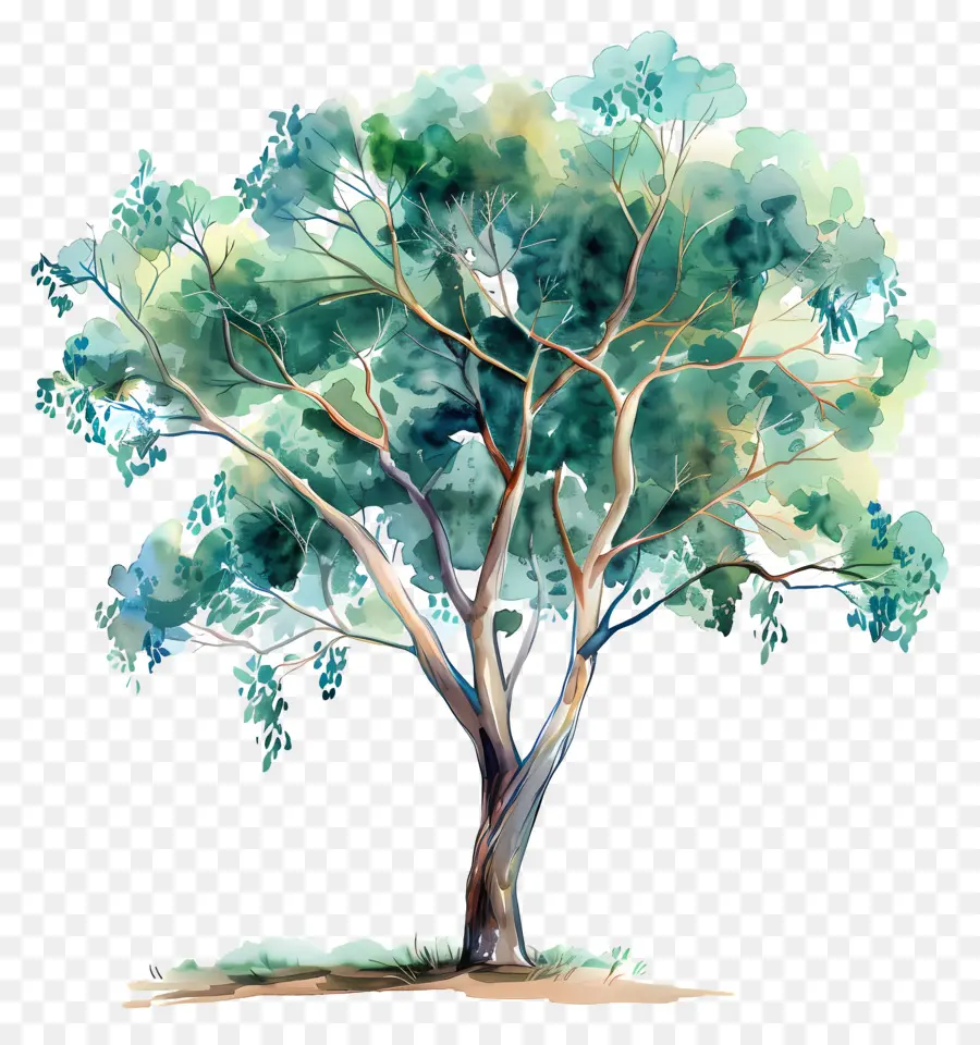 Okaliptüs Ağacı，Ağaç Boyama PNG