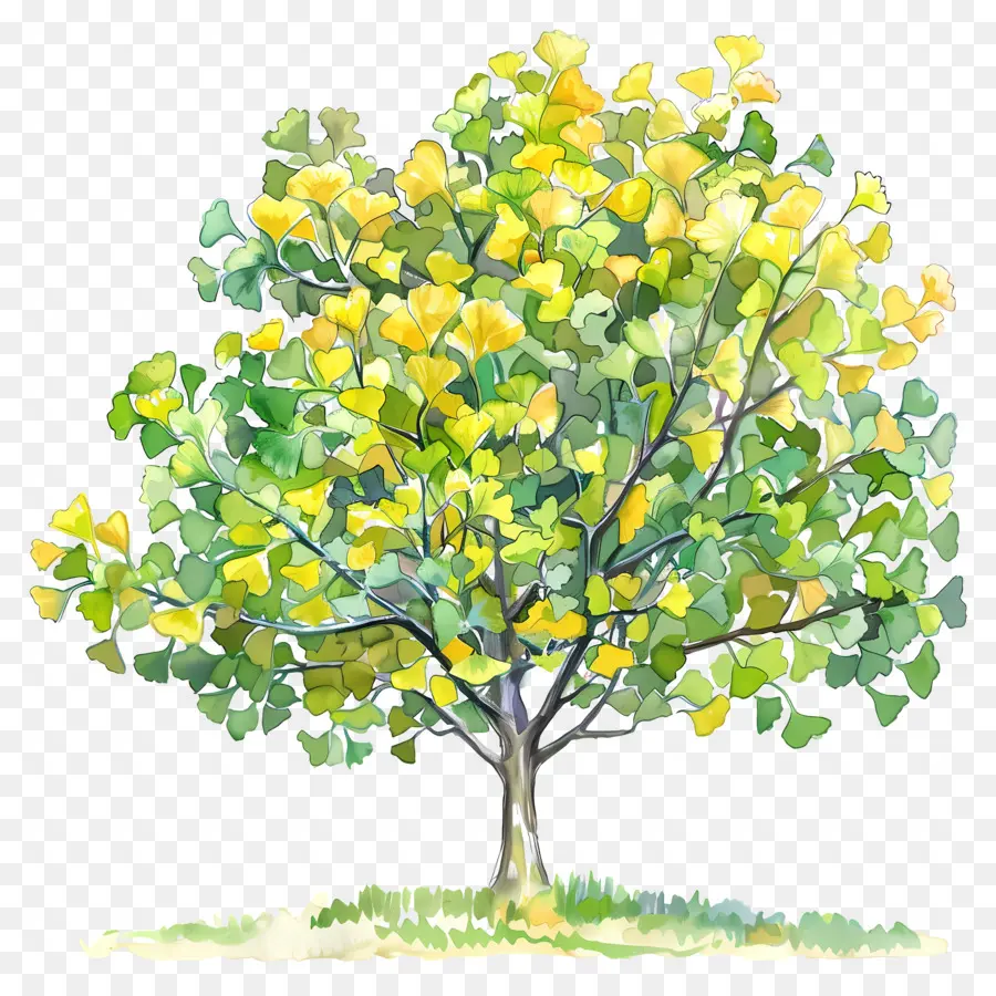 Ginkgo Ağacı，Ağaç PNG