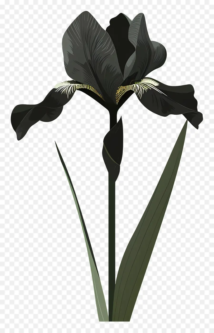 ıris，Siyah Iris PNG