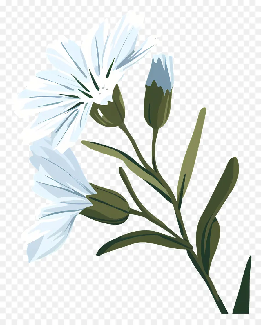 Hindiba，Beyaz çiçek PNG