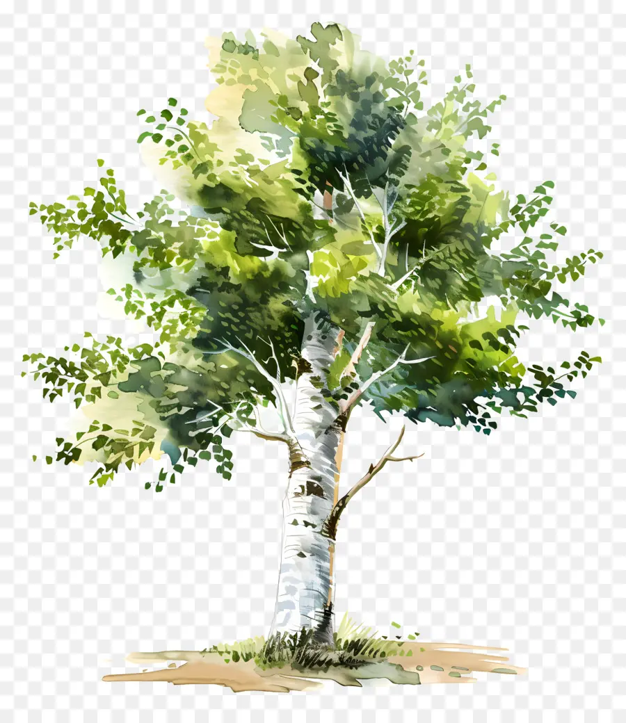 Huş Ağacı，Ağaç PNG