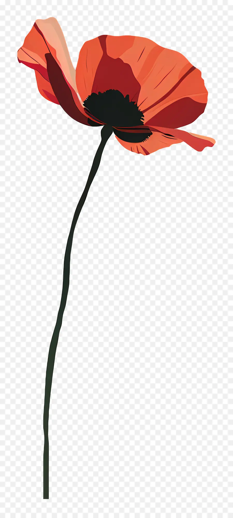 Gelincikler，Kırmızı Haşhaş çiçeği PNG