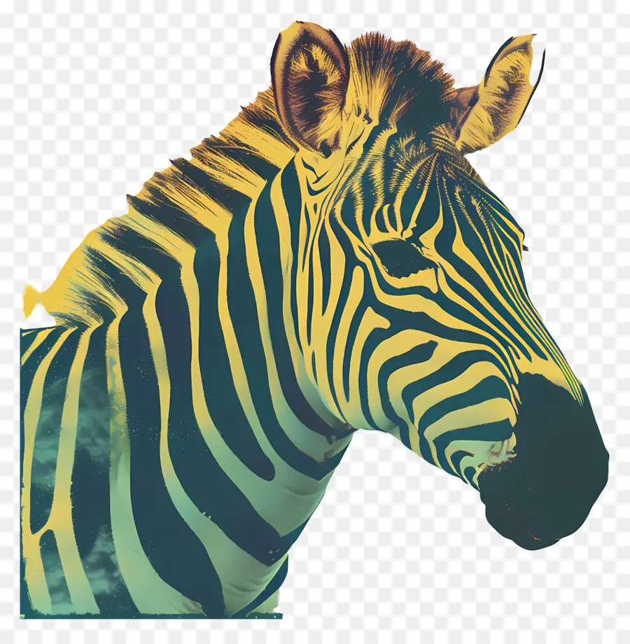 Zebra，çizgili PNG