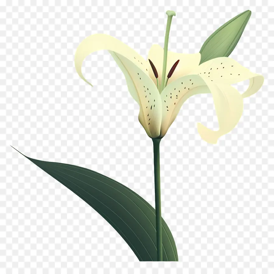 Zambak，Beyaz Zambak Bitkisi PNG
