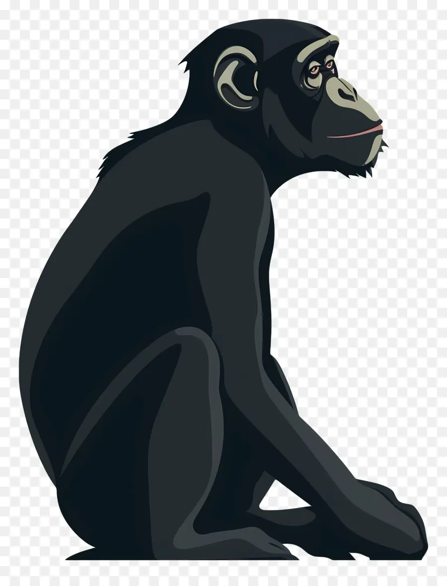 Maymun，şempanze PNG