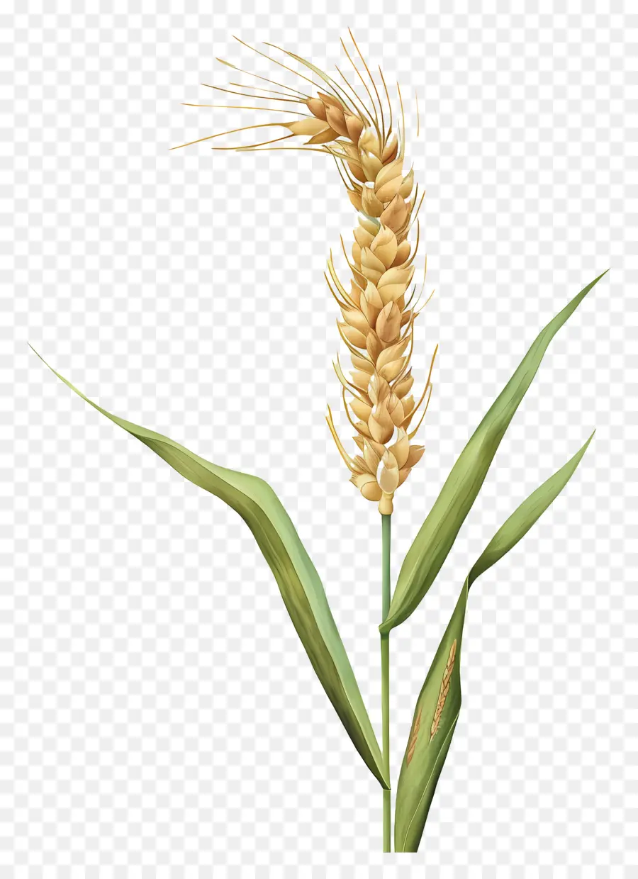 Buğday，Buğday Bitki PNG