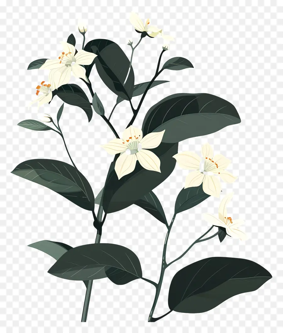 Yasemin，Beyaz çiçekler PNG