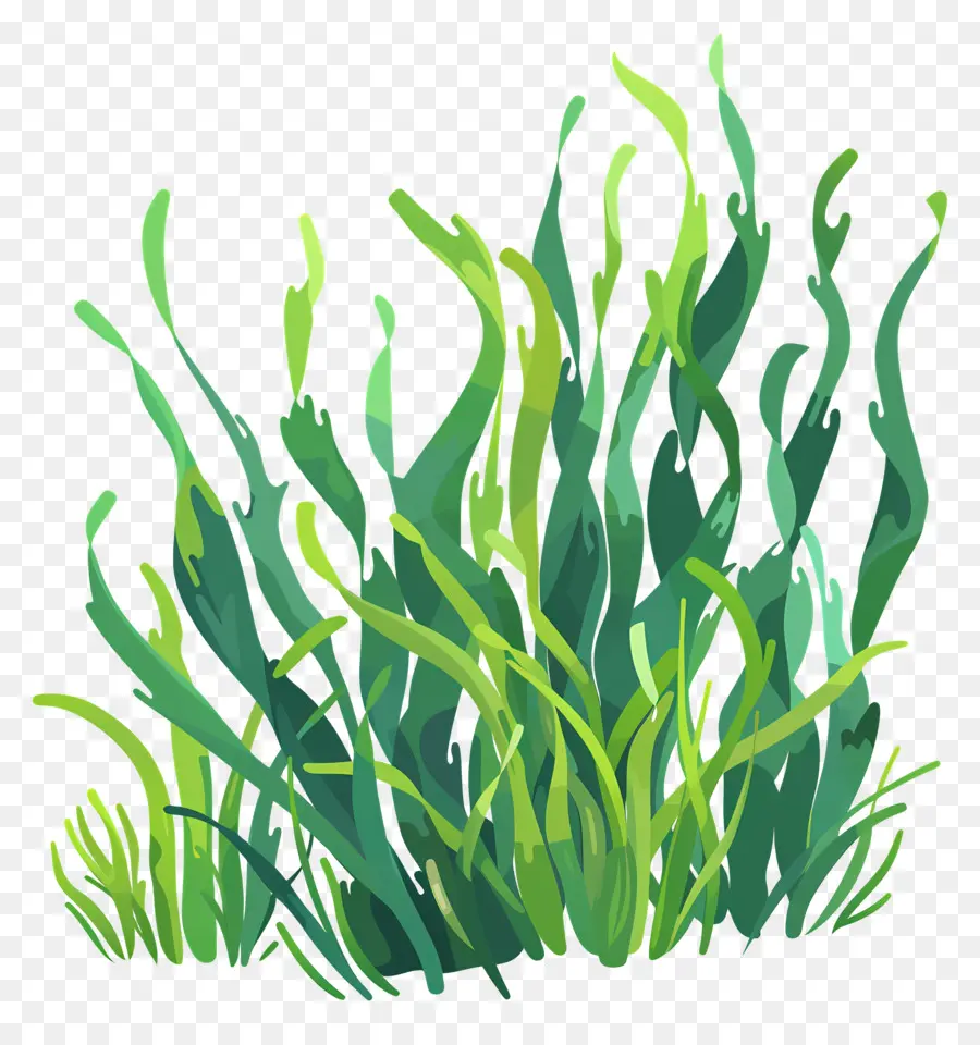 Seagrass，Bitki PNG