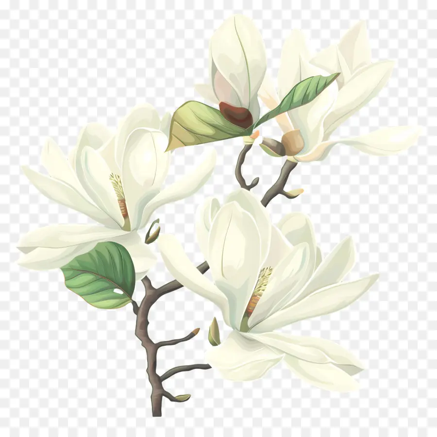 Manolya，Beyaz Manolya çiçeği PNG