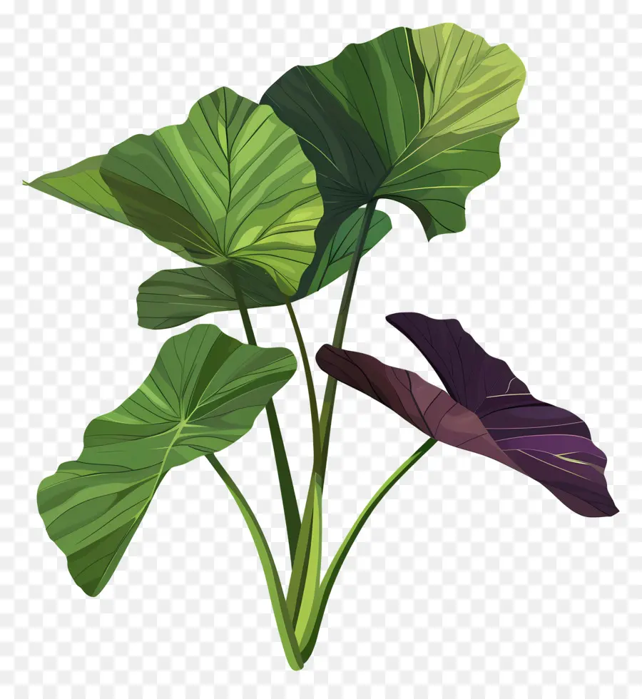 Taro，Yapraklı Bitki PNG