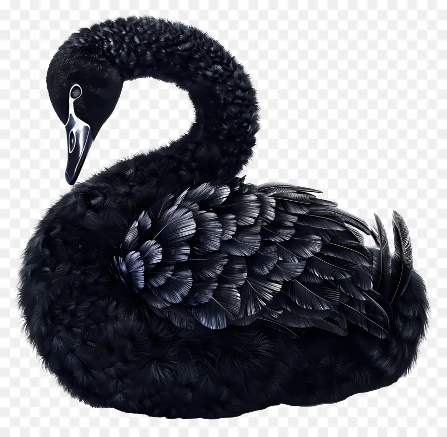 Siyah Kuğu，Su Kuşu PNG